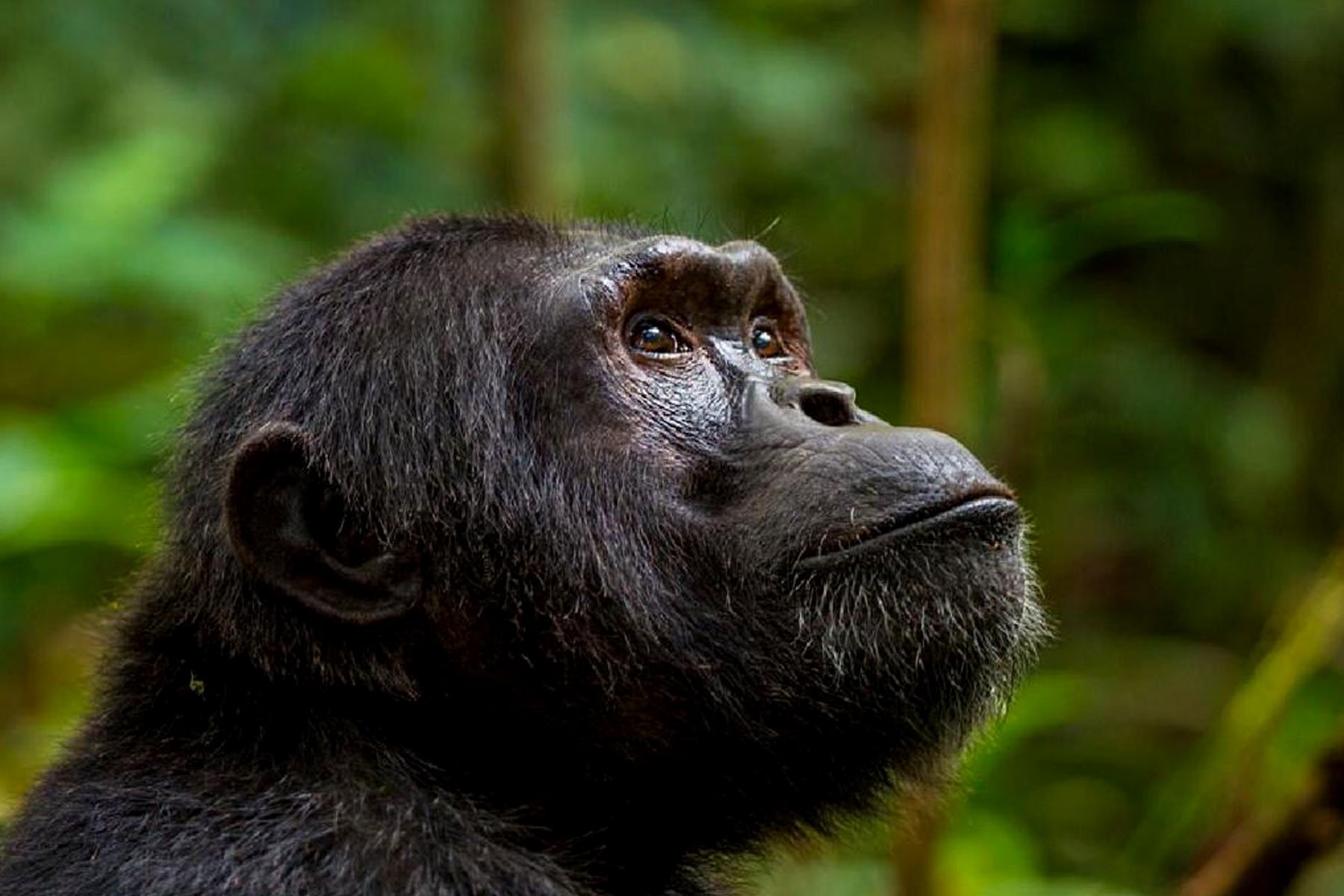 Chimpanzee in Kibale forest representing the best time for chimpanzee tracking in Kibale National Park