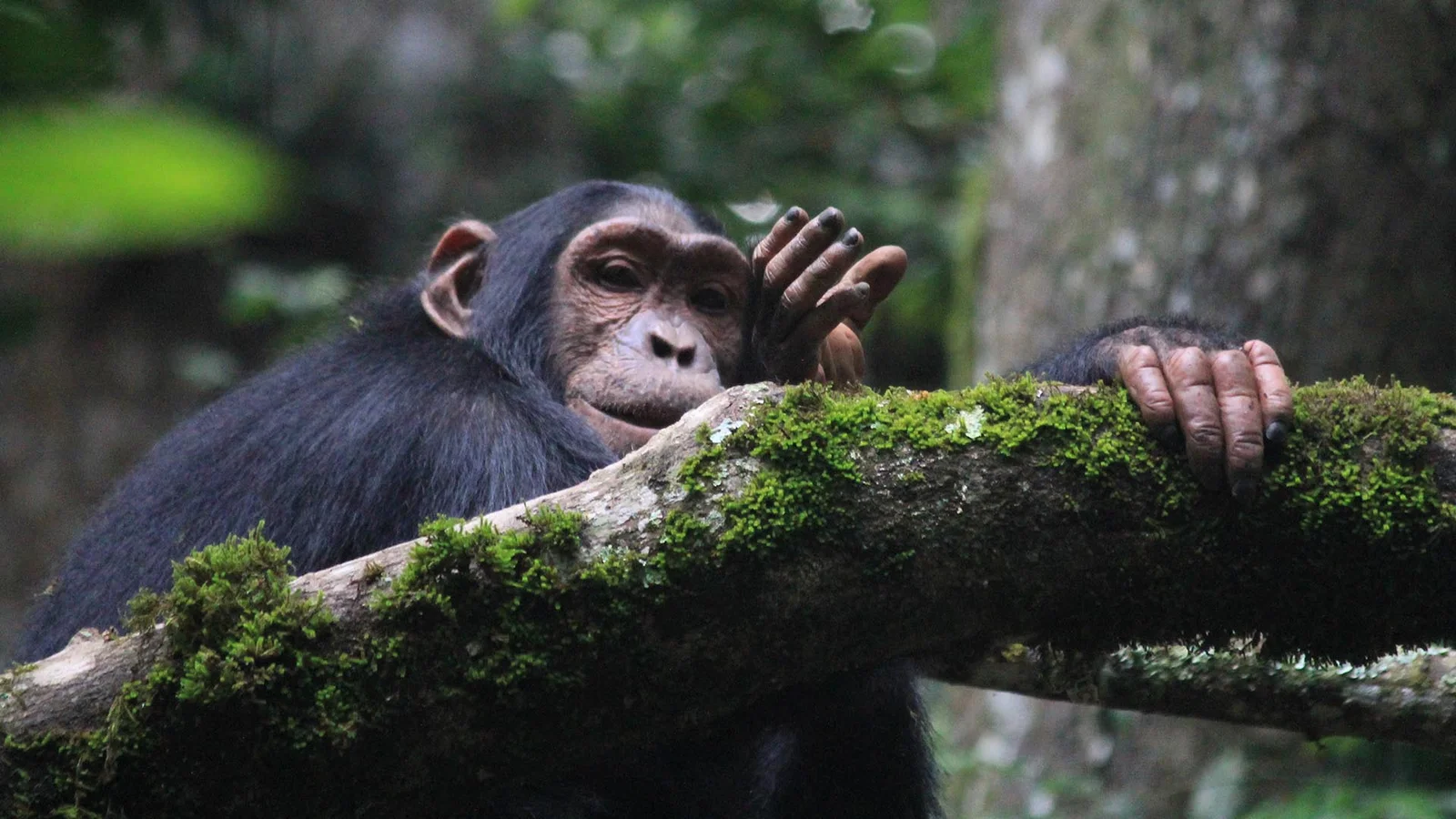 Best Time for Chimpanzee Tracking | Uganda & Rwanda 2026/27 11 Chimpanzee resting in a forest during chimpanzee trekking in Nyungwe National Park, Rwanda