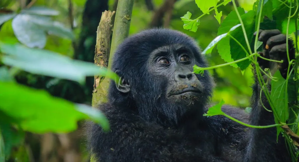 Complete Uganda Travel Tips: Best Safari Guide in 2026/2027 9 Mountain gorilla in lush forest illustrating the best time for gorilla trekking in Uganda