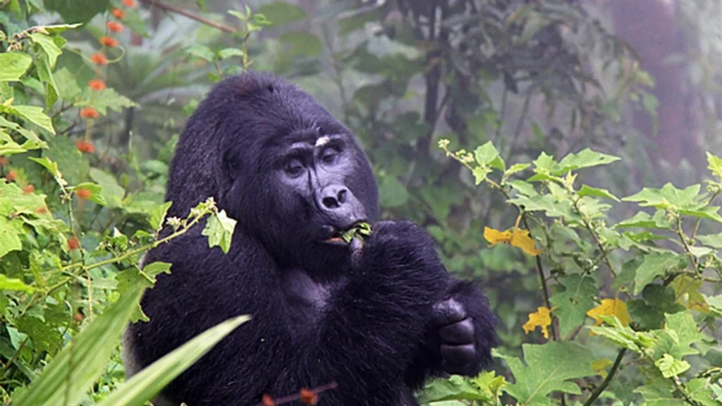 Best time for Gorilla trekking Uganda 11 Mountain gorilla with a young gorilla feeding among lush rainforest vegetation in Rushaga Uganda
