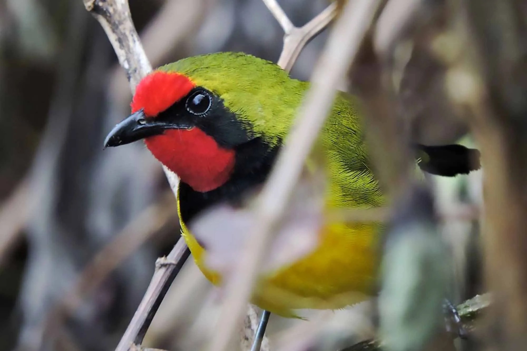 Best Rwanda Birding Safari: Ultimate Guide 2026/2027 31 Colorful forest bird perched among branches, representing seasonal birdwatching experiences during a Rwanda birding safari