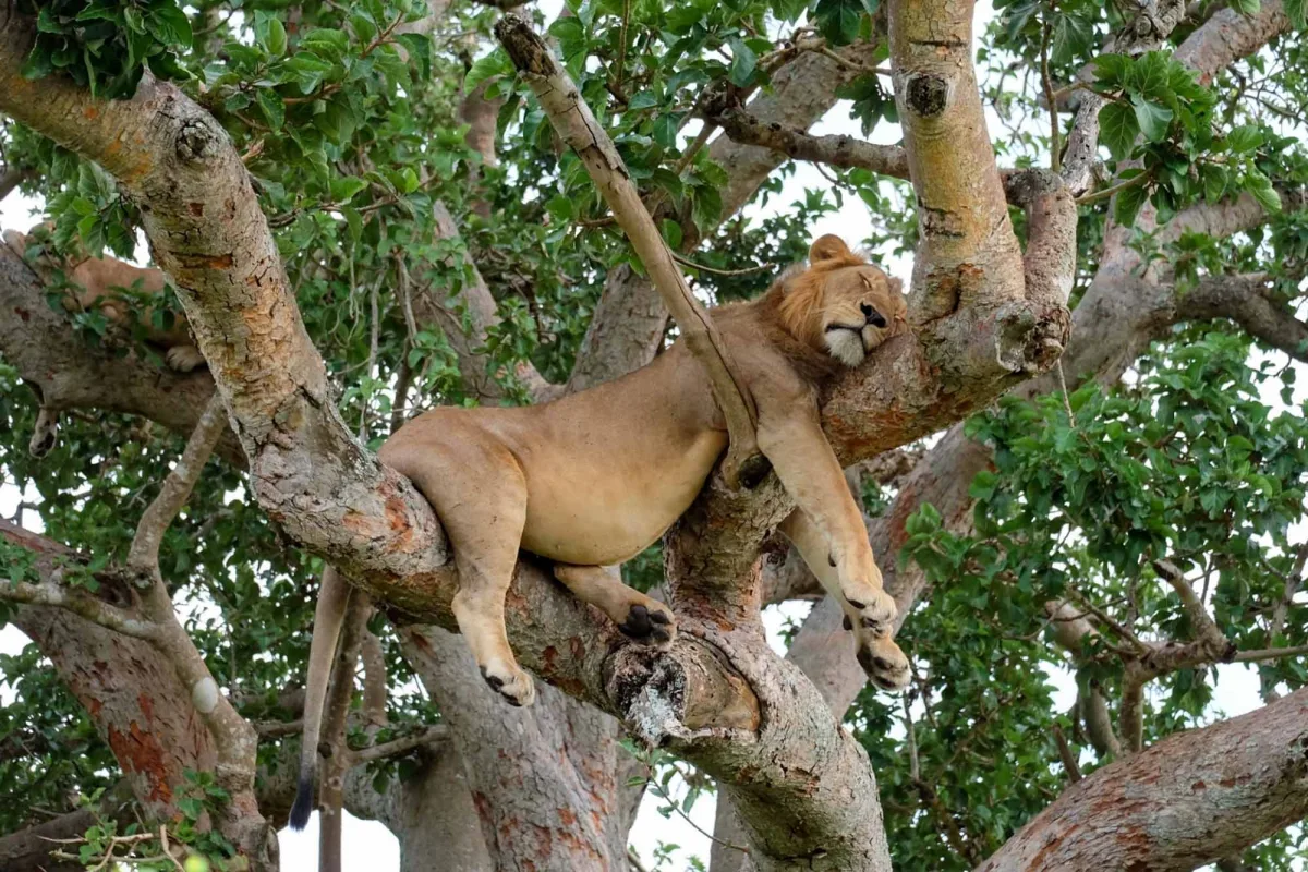 Tree-Climbing Lions guide 2026/27 11 Male tree-climbing lion sleeping on a large tree branch surrounded by green foliage