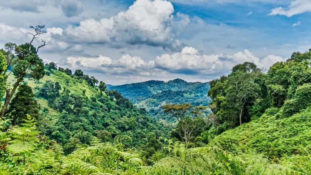 Best Bwindi Sectors for Gorilla Trekking 23 Rainforest during the dry season in Bwindi