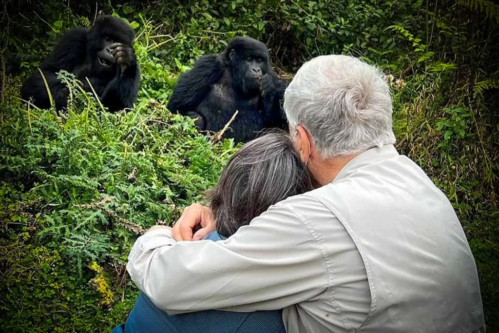 Ultimate Gorilla Trekking for Seniors 11 Senior couple trekking gorillas during the dry season in Uganda