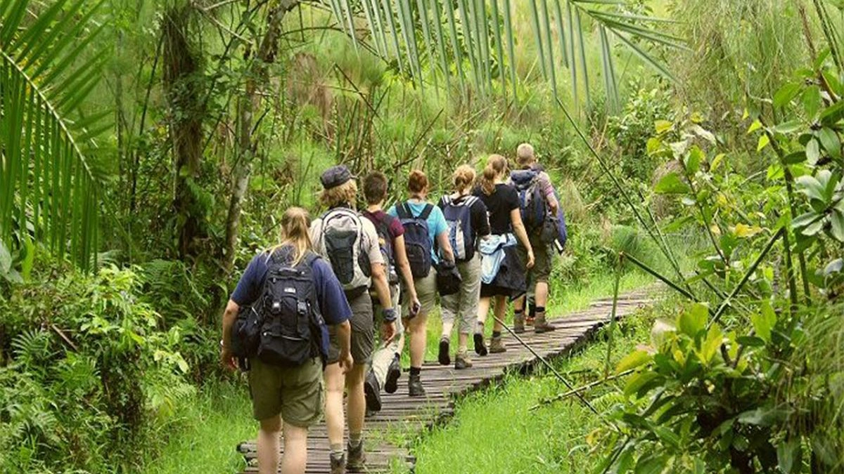 Solo vs Group Chimpanzee Trekking 21 Bigodi Wetland Sanctuary near Kibale