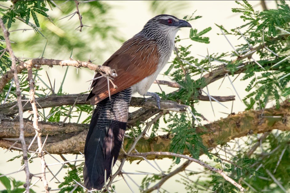 Rwanda Wildlife Guide: Best Safaris & Animals (2026/2027) 9 Wild bird perched among acacia branches during a birdwatching safari in Akagera National Park, Rwanda