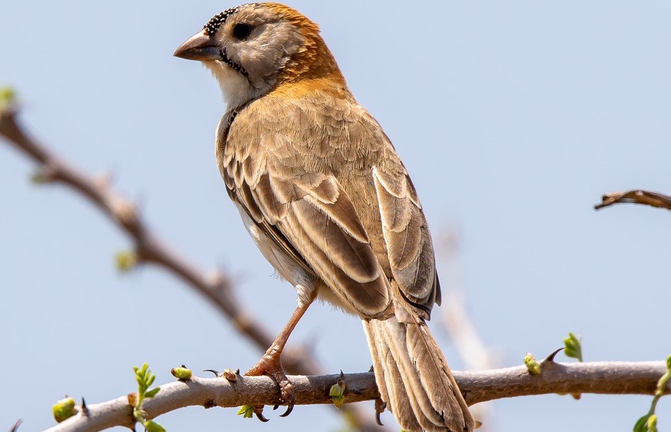 Rwanda Wildlife Guide: Best Safaris & Animals (2026/2027) 25 Small savannah bird perched on a branch during a birdwatching safari in Akagera National Park, Rwanda