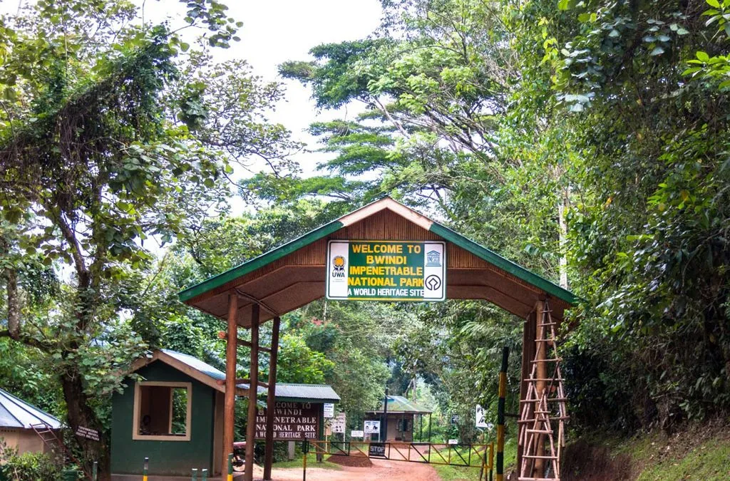 Best Uganda Luxury Holidays 2026/2027: Ultimate Safari Guide 5 Entrance to Bwindi Impenetrable National Park in Uganda, a premier destination for luxury gorilla trekking safaris