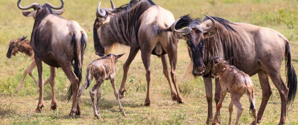 Tanzania Northern Circuit Safaris- 