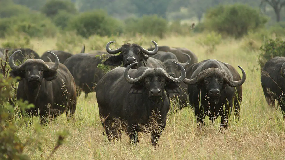 Wildlife Conservation Success in Akagera National Park 17 Cape buffaloes in Akagera National Park Rwanda