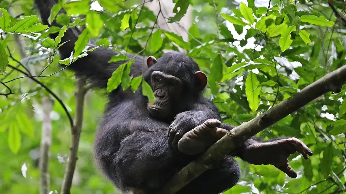 Incredible Uganda Wildlife Encounters: Ultimate Safari Guide 2026/2027 15 Chimpanzee resting on a tree branch during a chimpanzee encounter in Budongo Forest, Uganda