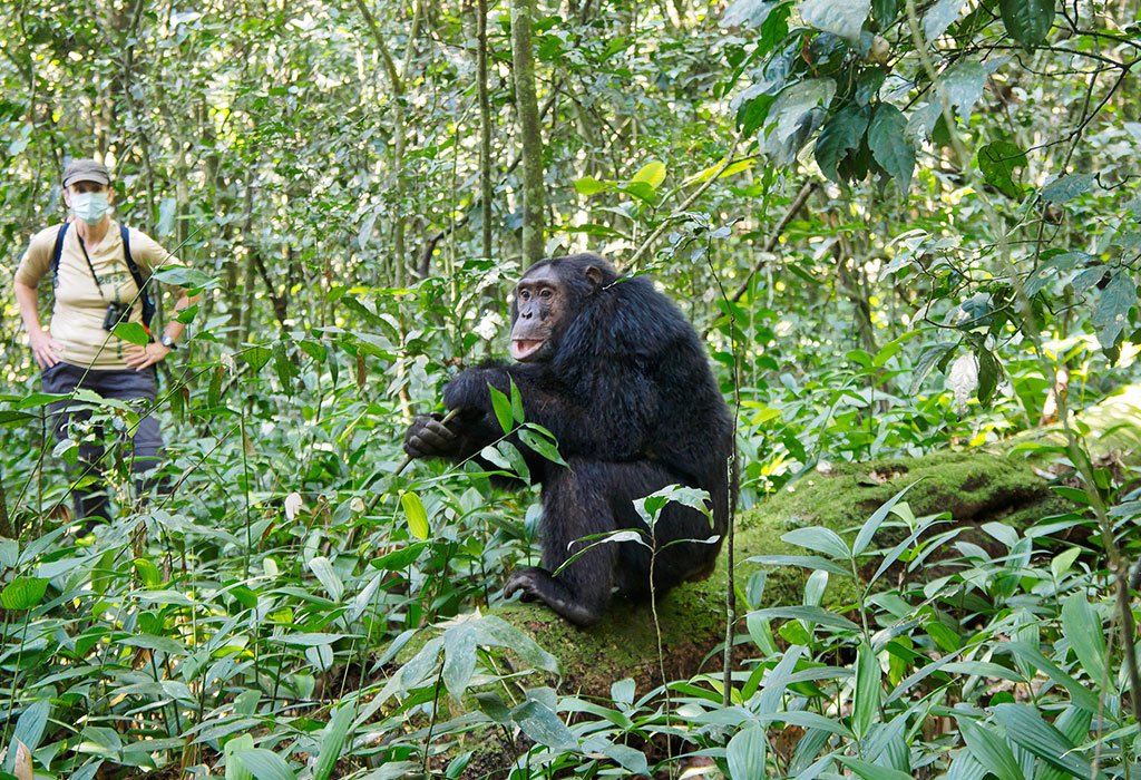 East Africa Safari Guide: Cost, Best Time & Routes 2026/2027 31 Chimpanzee sitting in the rainforest while a traveler observes during chimpanzee trekking in Kibale Forest, Uganda
