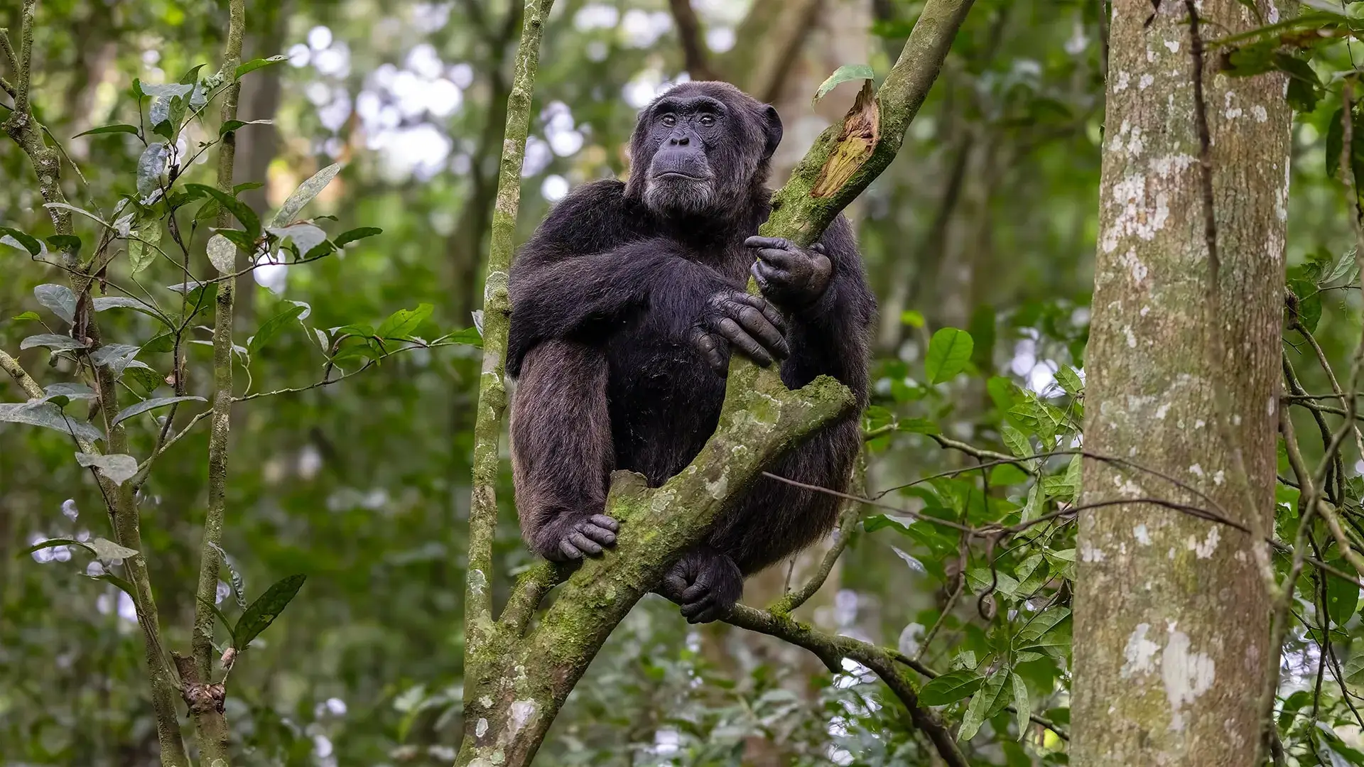 Incredible Uganda Wildlife Encounters: Ultimate Safari Guide 2026/2027 13 Chimpanzee resting on a tree branch during chimpanzee trekking in Kyambura Gorge, Uganda