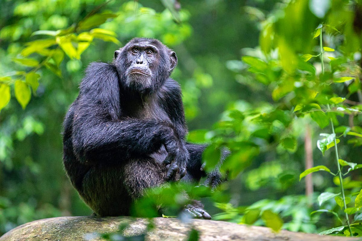 Rwanda vs Uganda Safari: Which Is Best? 2026/2027 29 Chimpanzee sitting in lush tropical forest vegetation during a chimpanzee trekking experience in Nyungwe Forest National Park, Rwanda