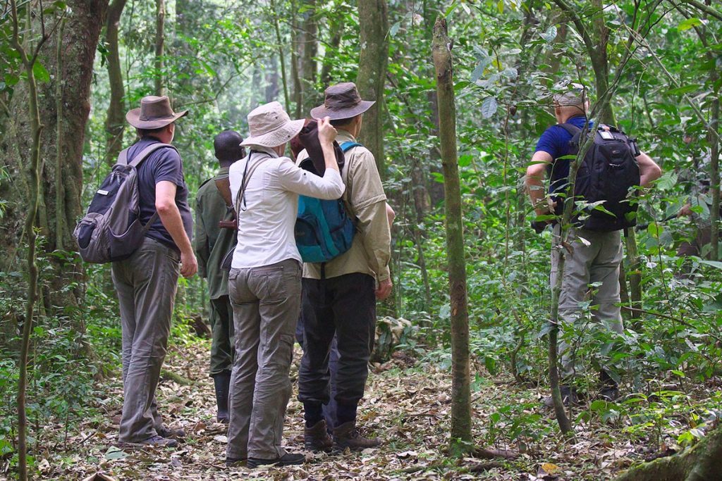 What to Pack for Kibale National Park 15 Chimpanzee trekkers wearing long trousers, shirts, hats and daypacks while walking through Kibale forest