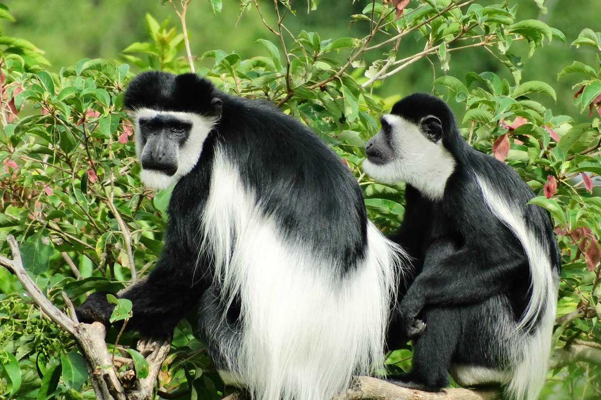 What Are the Top Attractions in Rwanda? 23 Colobus monkeys in Nyungwe National Park Rwanda