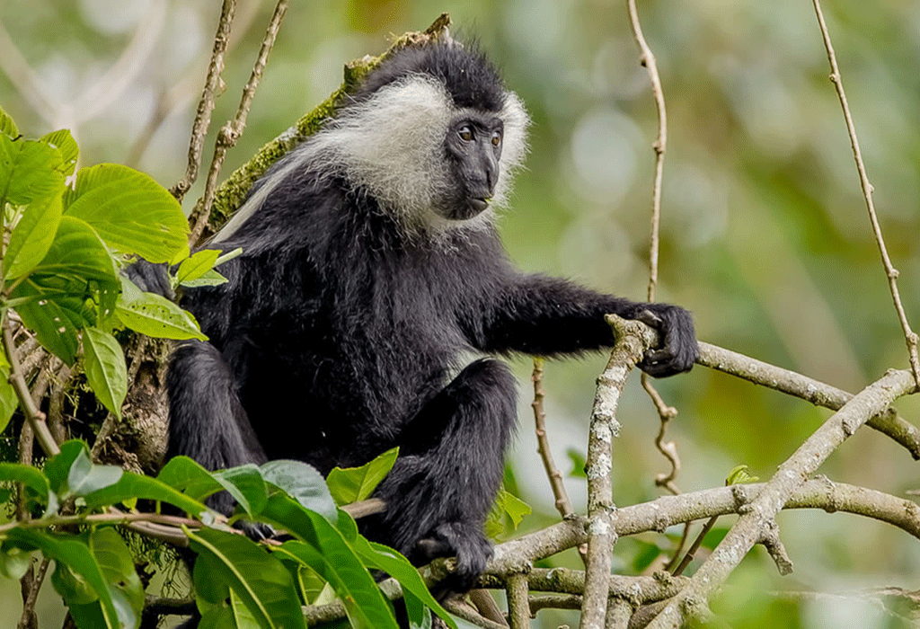 Rwanda Wildlife Guide: Best Safaris & Animals (2026/2027) 17 Black and white colobus monkey resting on tree branches in the rainforest of Nyungwe National Park, Rwanda