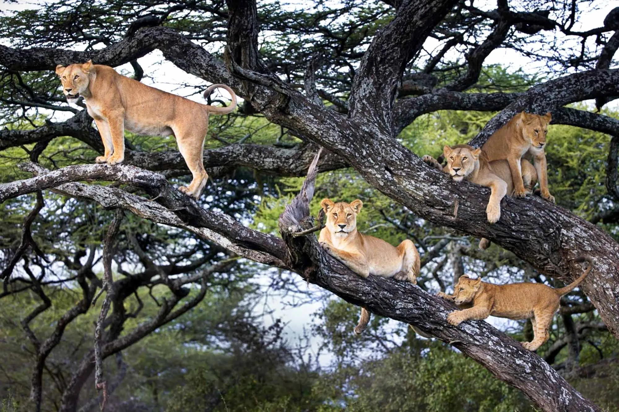 Tree-Climbing Lions guide 2026/27 7 Pride of tree-climbing lions resting on branches of a large tree in the African savannah