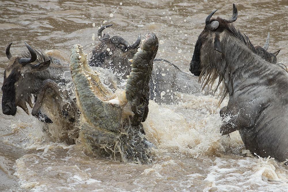 Ultimate Tanzania Northern Circuit Safaris: The Best 2026 Guide 21 Tanzania Northern Circuit safaris