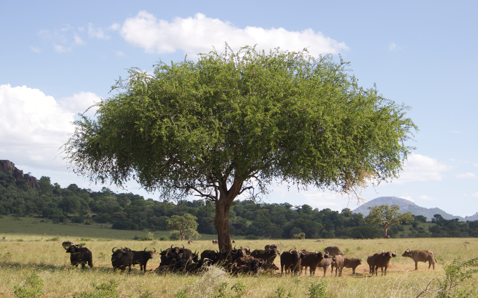 Kidepo Valley Safari 15 Dry season landscape with animals gathered at a waterhole