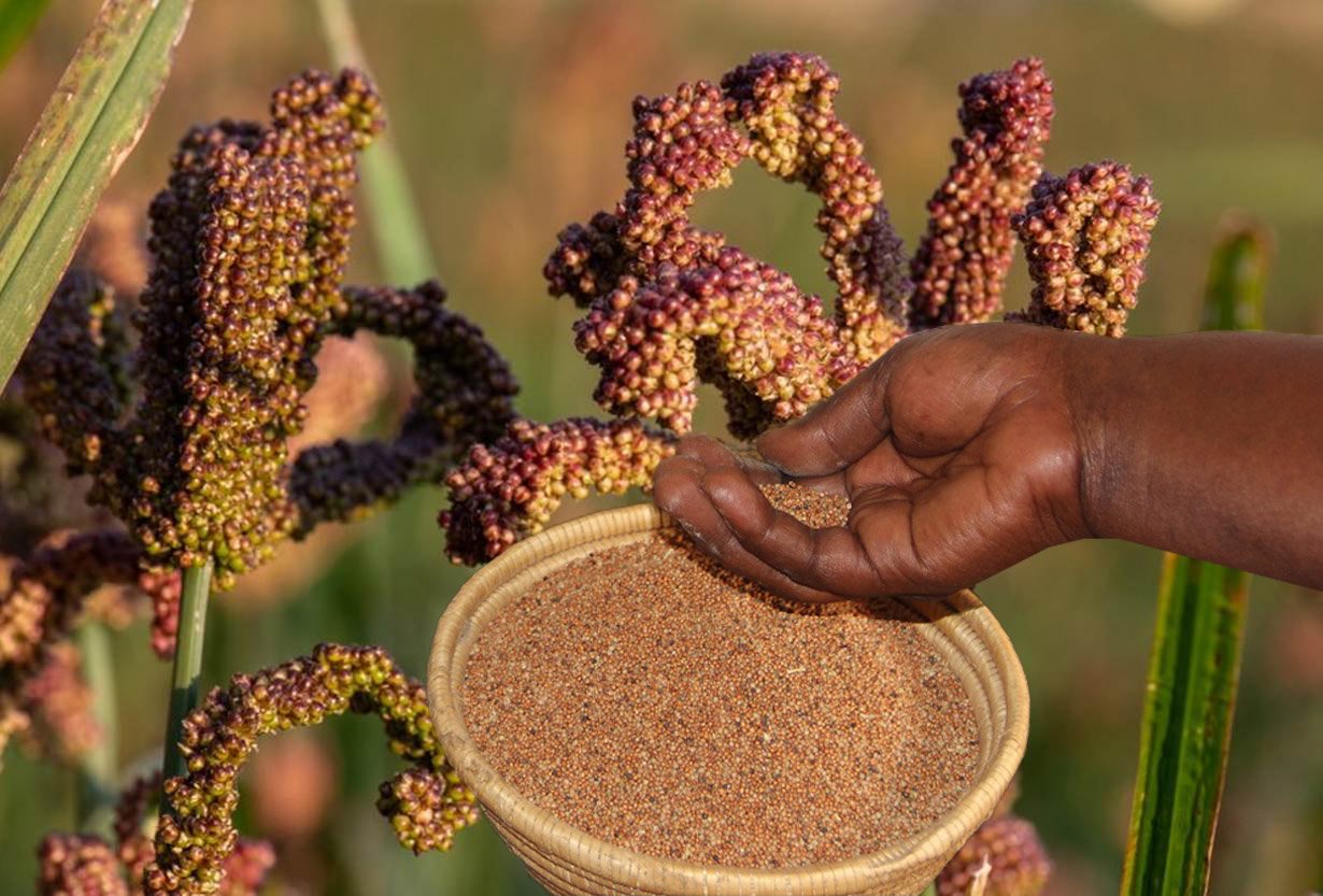 Uganda Food Guide 47 Millet harvesting in Uganda representing the grain used in traditional foods