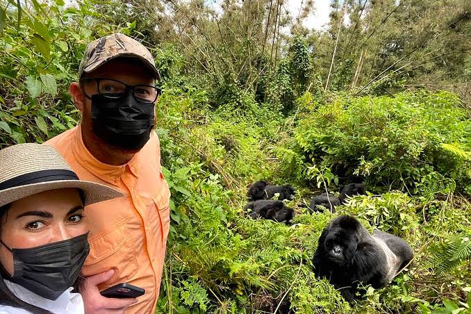 Best time for Gorilla trekking Uganda 29 First-time gorilla trekkers observing mountain gorillas in a lush African rainforest