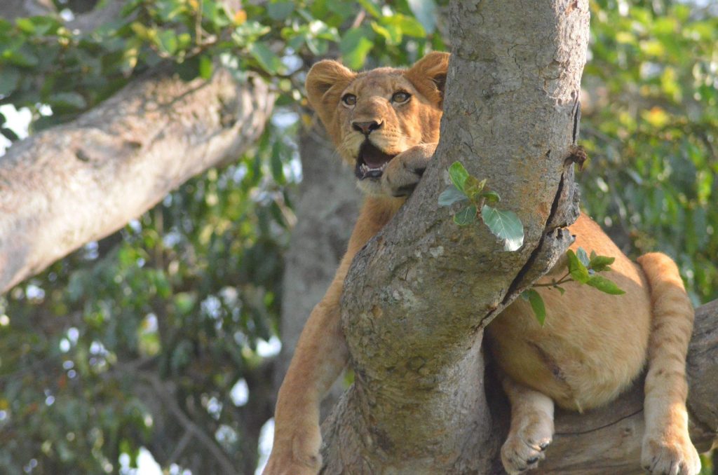 Ultimate Tree Climbing Lions Guide: 10 Amazing Facts & Best Safari Tips (2026/2027) 17 Tree climbing lion looking across the Ishasha plains from a fig tree
