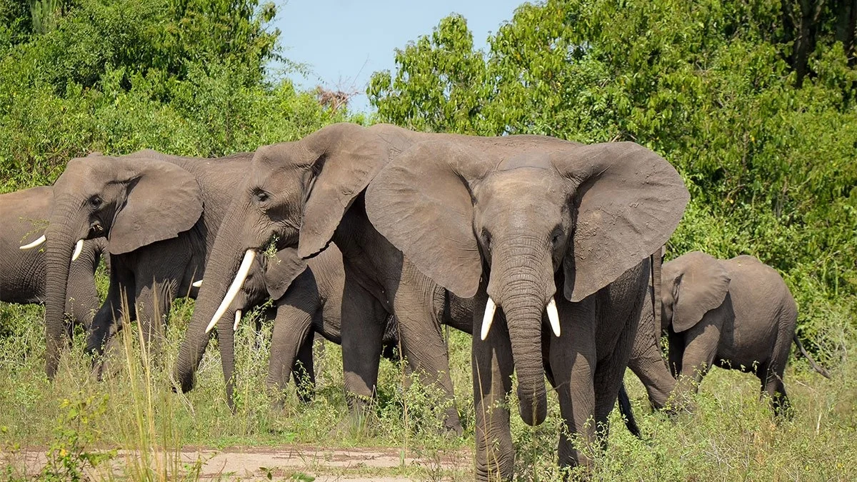 Incredible Uganda Wildlife Encounters: Ultimate Safari Guide 2026/2027 3 Herd of African elephants walking through green savannah during a Uganda wildlife safari