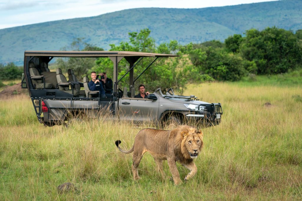 Rwanda Wildlife Guide: Best Safaris & Animals (2026/2027) 7 Male lion walking beside an open safari vehicle during a guided game drive in Akagera National Park, Rwanda
