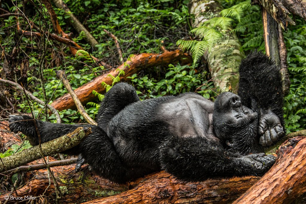 Uganda Safari FAQs 3 A silverback mountain gorilla resting in the dense jungle foliage