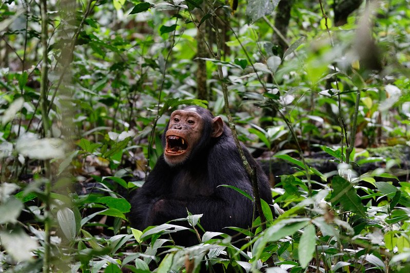 Rwanda Wildlife Guide: Best Safaris & Animals (2026/2027) 21 Chimpanzee sitting among dense rainforest vegetation in Gishwati-Mukura National Park, Rwanda