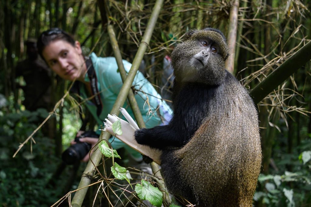 Rwanda Budget Safaris