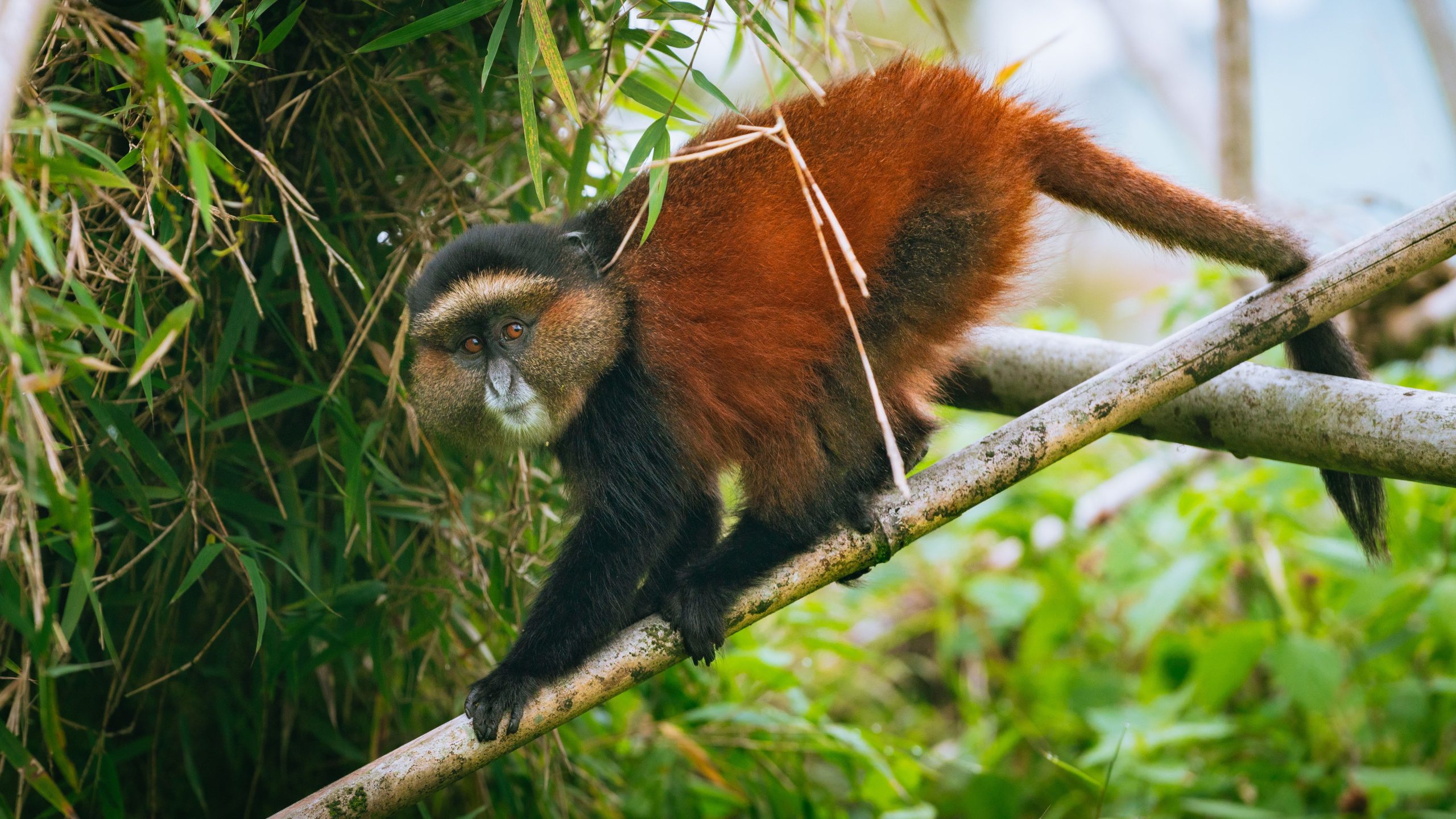 Golden Monkey Trekking Permits 11 book golden monkey permits for bamboo forest habitat