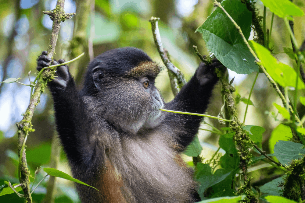 Best Uganda Luxury Holidays 2026/2027: Ultimate Safari Guide 43 Golden monkey feeding among lush forest vegetation during a trekking experience in Mgahinga Gorilla National Park, Uganda