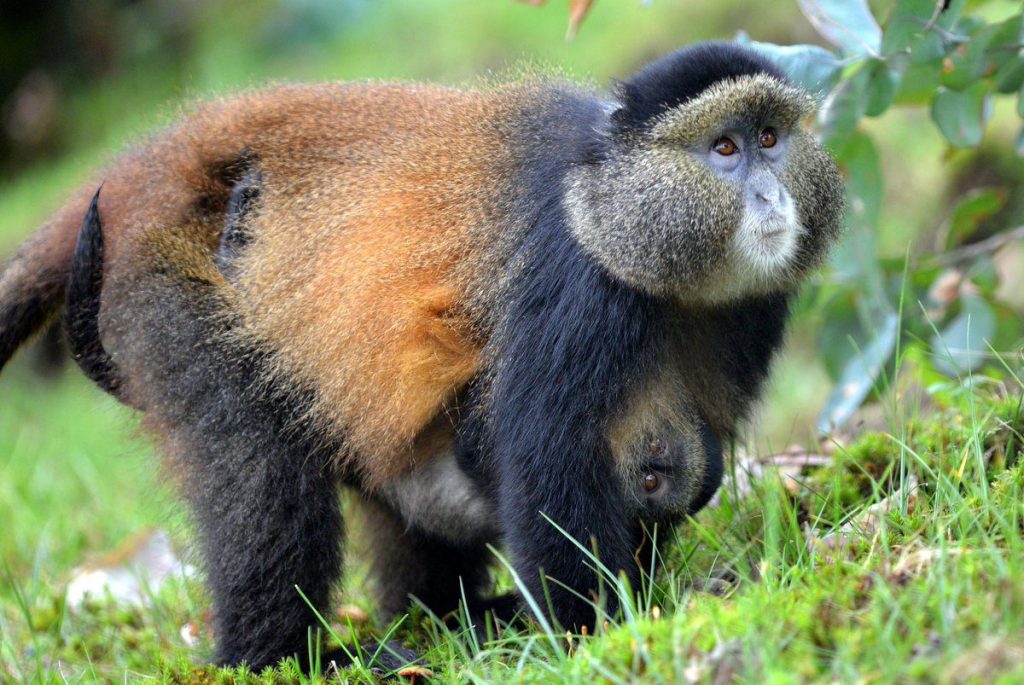 Do I Need a Permit for a Golden Monkey Trekking Safari? 7 Golden Monkey Trekking in Rwanda
