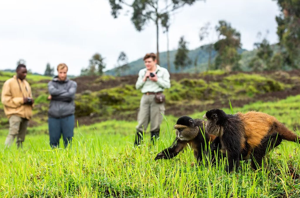 Rwanda Wildlife Guide: Best Safaris & Animals (2026/2027) 13 Golden monkeys moving through open grass while travelers observe during a guided trekking experience in Volcanoes National Park, Rwanda