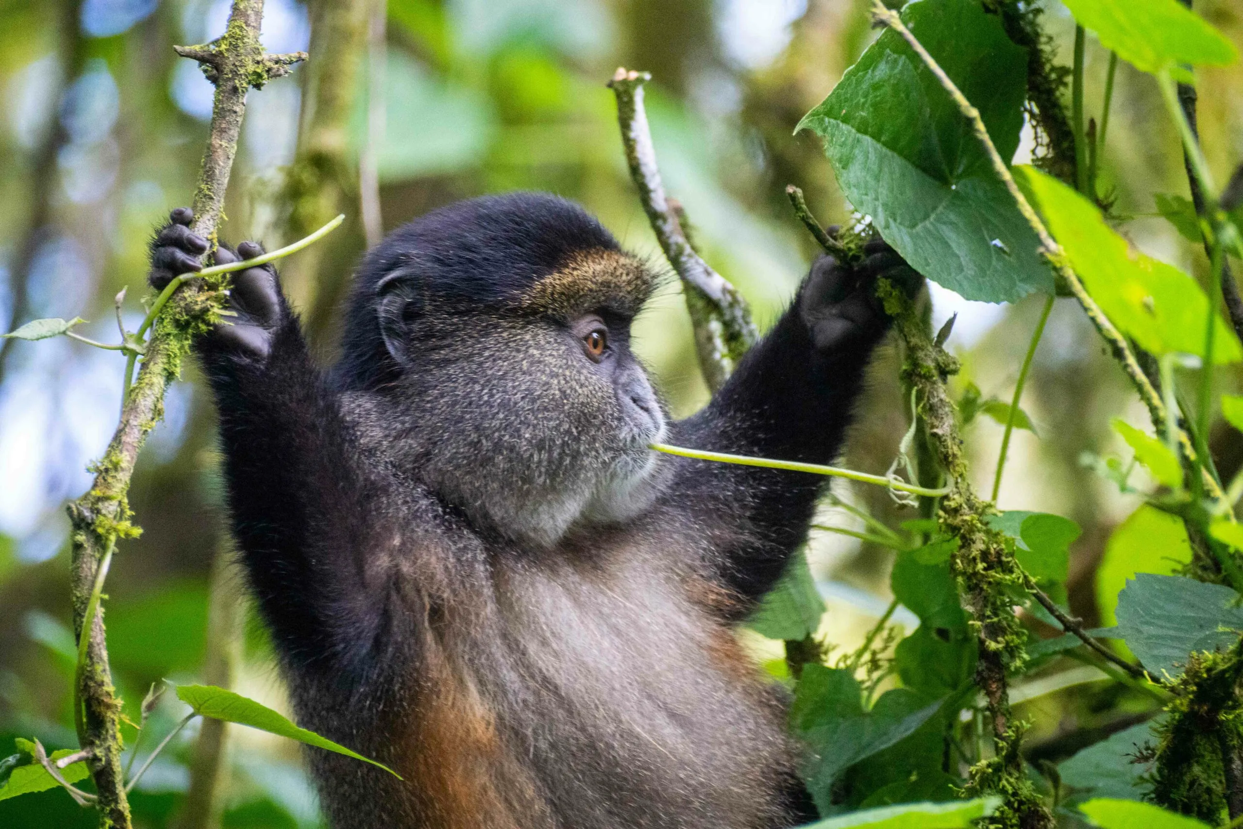 Rwanda Wildlife Guide: Best Safaris & Animals (2026/2027) 23 Golden monkey feeding among lush forest vegetation during a primate trekking experience in Rwanda
