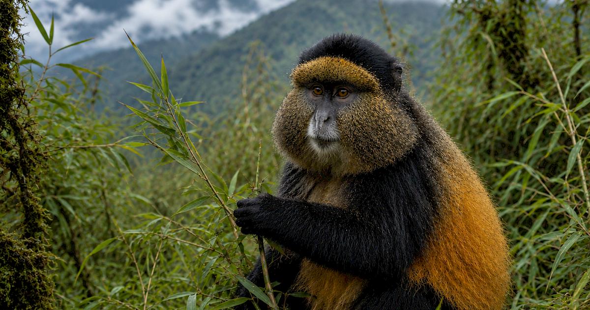 Amazing Rwanda Travel Guide : Best Safari Tips in 2026/2027 7 Golden monkey in the Virunga Mountains of Rwanda during a Volcanoes National Park trek