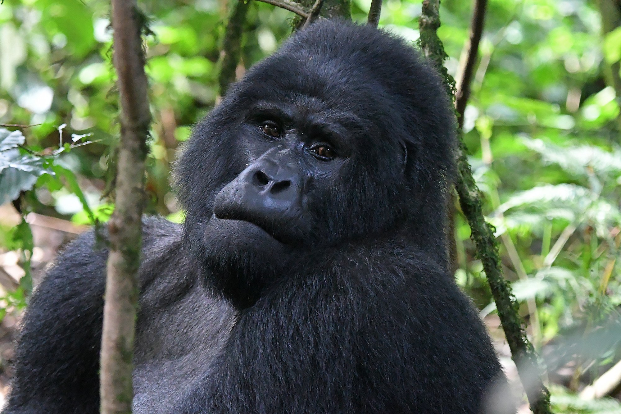 Uganda Safari FAQs 7 A close-up shot of a majestic mountain gorilla in the wild