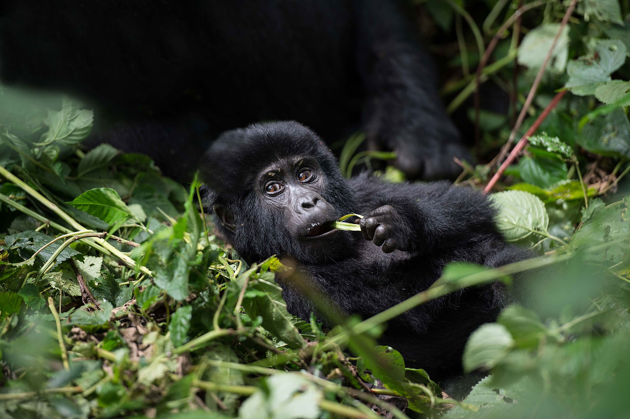 Gorilla trekking for photographers 13 An infant mountain gorilla lies in green foliage chewing on a stem.