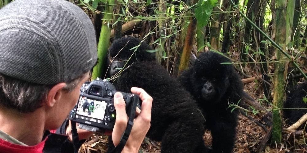 Gorilla trekking for photographers 1 A photographer captures two young mountain gorillas with a DSLR camera.