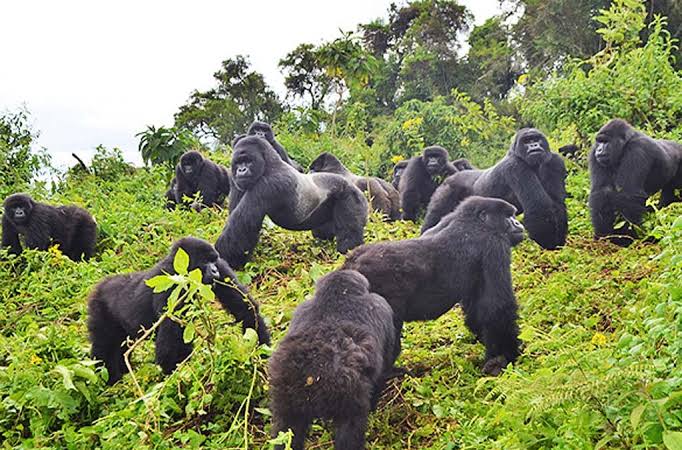 Tree-Climbing Lions guide 2026/27 19 Mountain gorilla family gathered among dense green vegetation in a tropical forest
