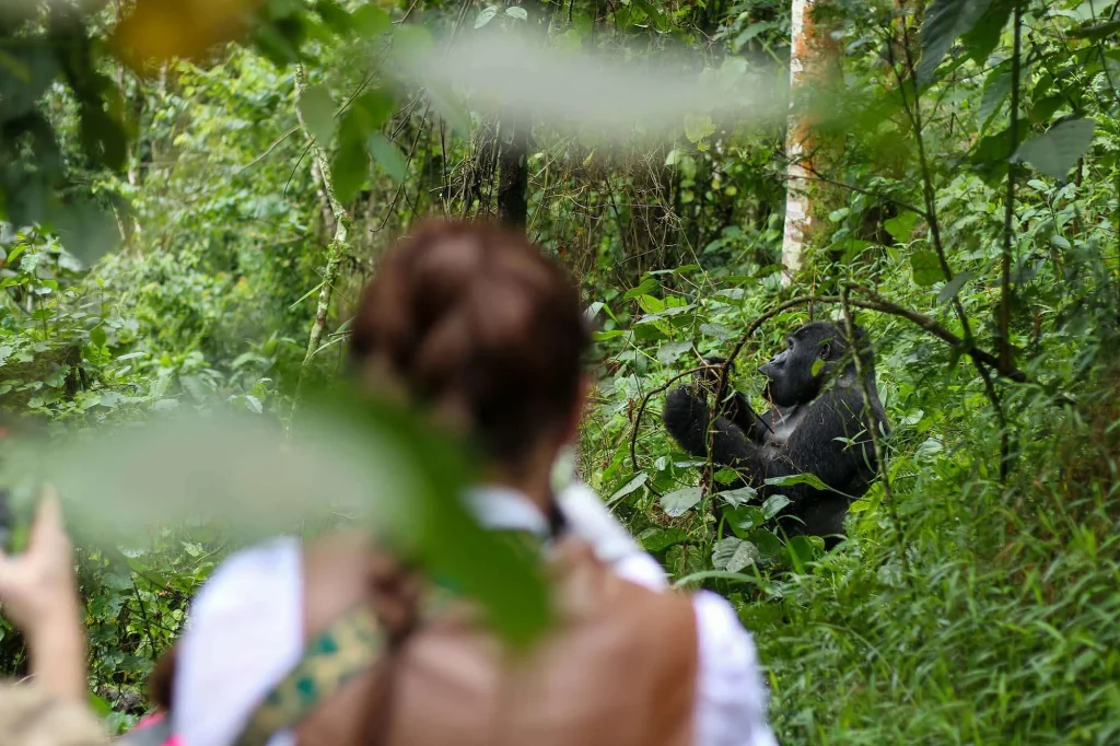 Best Bwindi Sectors for Gorilla Trekking 19 Tourists observing mountain gorillas in Bwindi