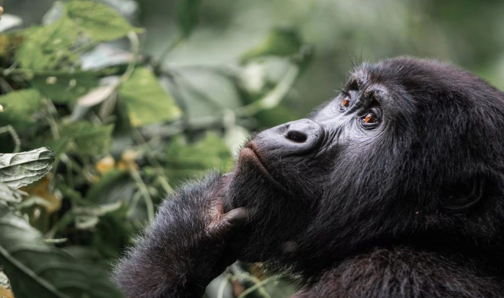 Luxury Chimpanzee Safaris in Uganda: Exclusive Primate Adventures with Premium Comfort 15 Combine Luxury Chimpanzee Safaris with Gorilla trekking in Uganda