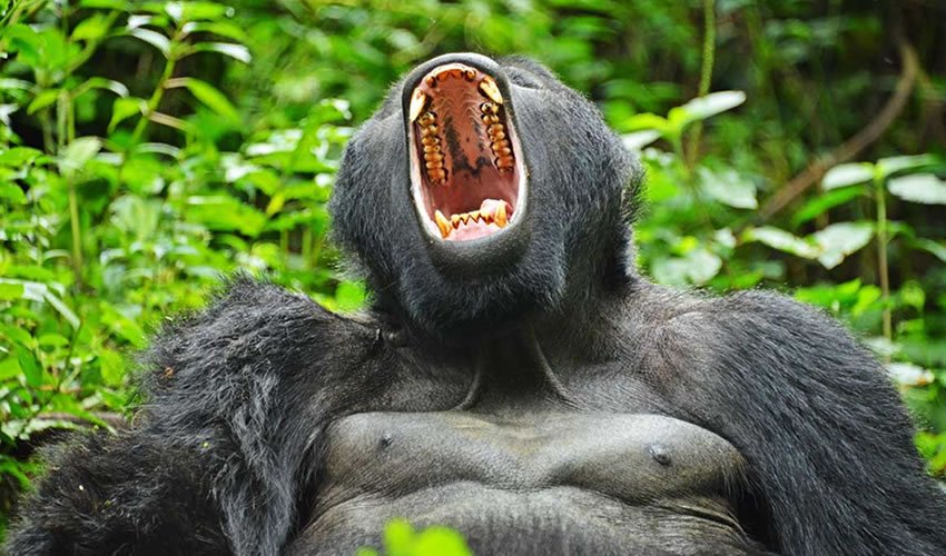 Incredible Uganda Wildlife Encounters: Ultimate Safari Guide 2026/2027 9 Mountain gorilla displaying during a gorilla trekking experience in Mgahinga Gorilla National Park, Uganda