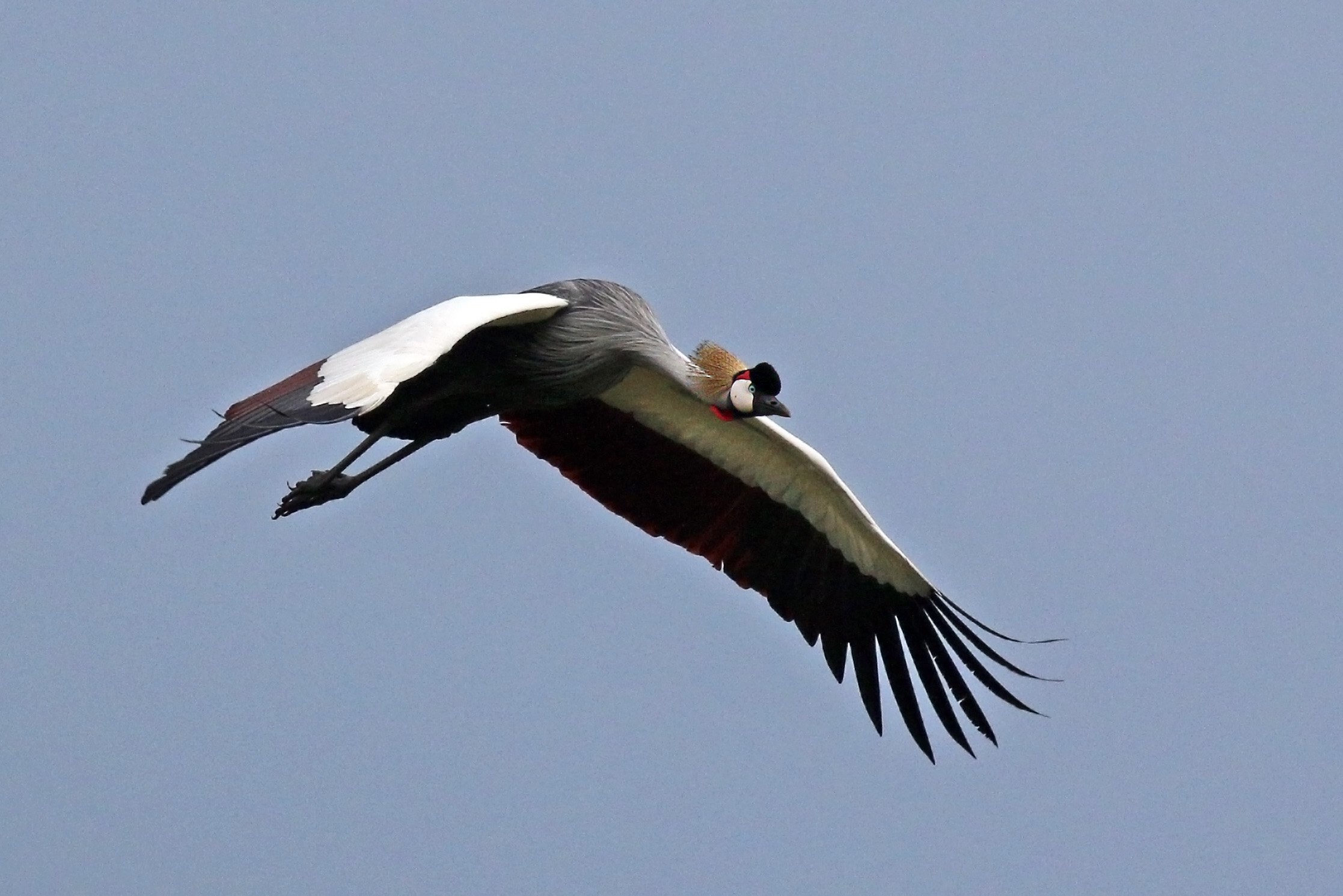 Birdwatching experience in Entebbe 11 Grey crowned crane during a Uganda birdwatching tour and wildlife safari