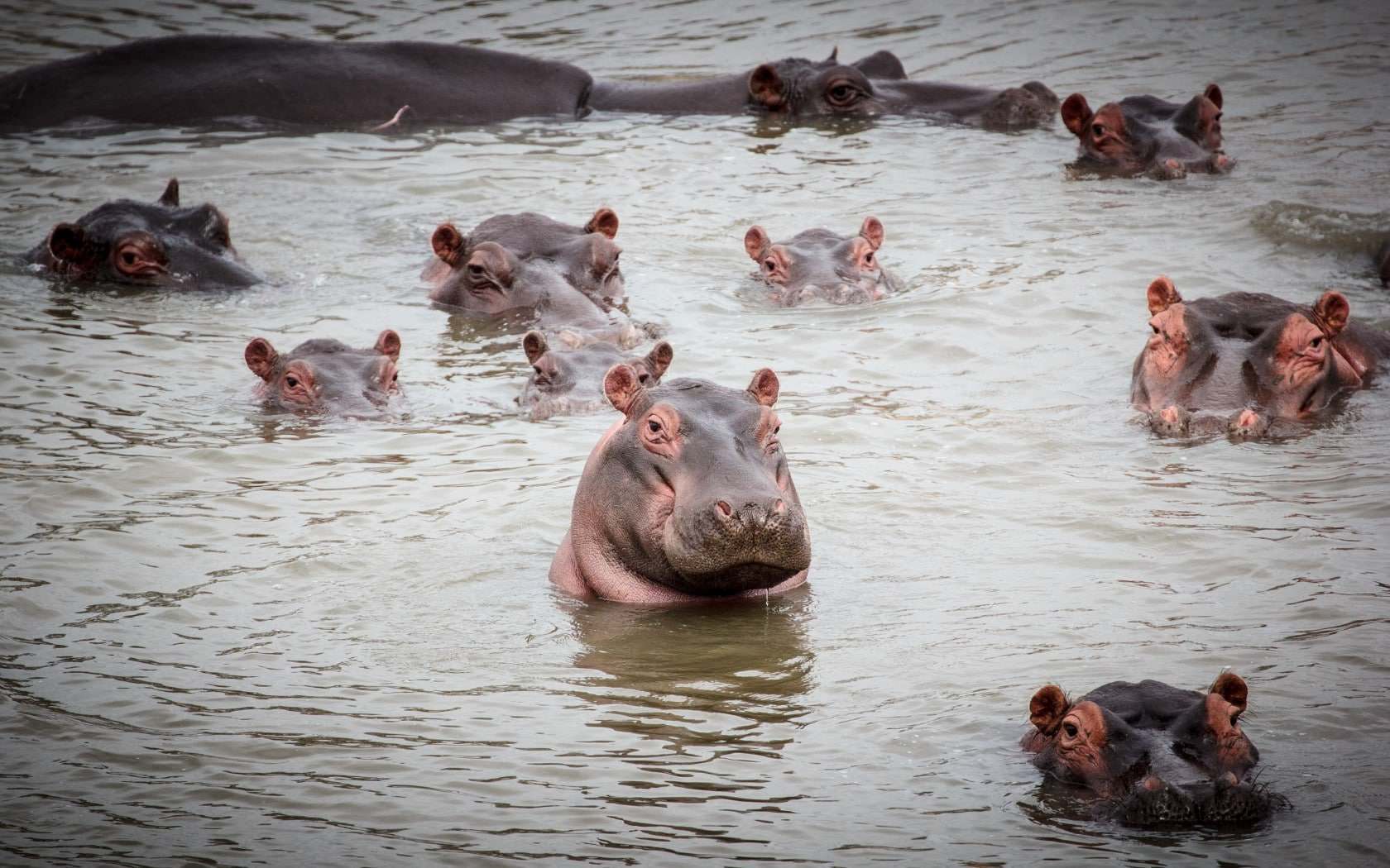 Wildlife Conservation Success in Akagera National Park 21 Hippos on Lake Ihema Akagera National Park