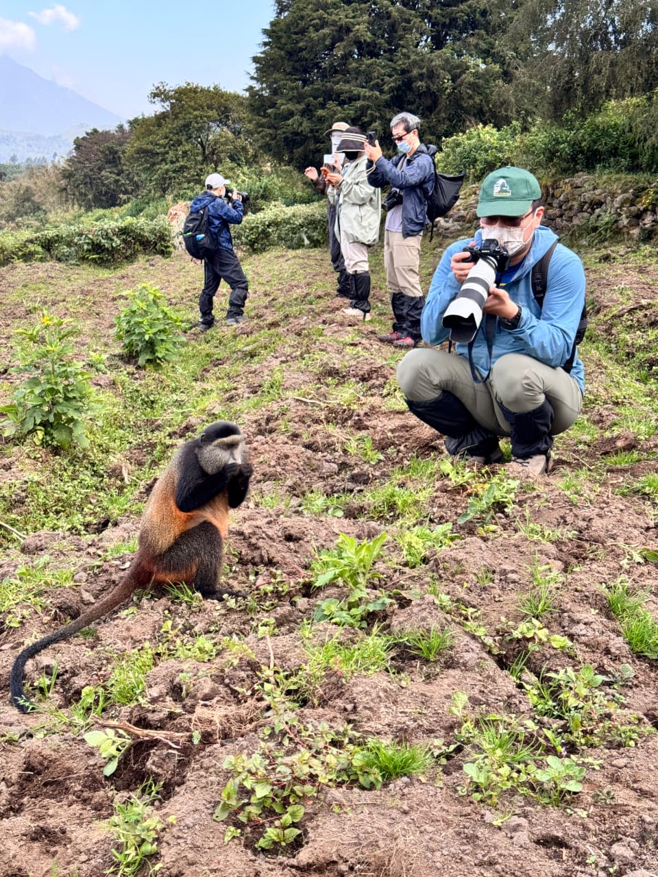 Uganda Safari for Photograpgers 11 Golden Monkey trekking photography