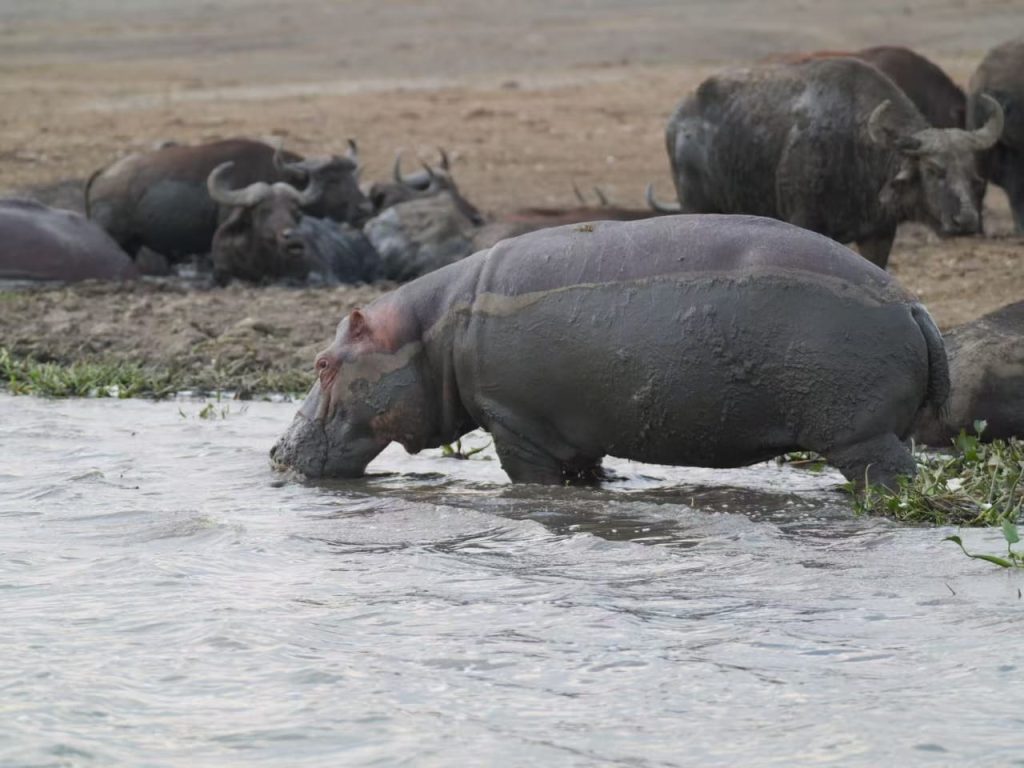Uganda Safari in July 7 Wildlife gathering around a water source during July