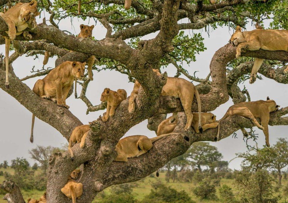 What Attracts People To Uganda? 46 What Attracts People To Uganda?